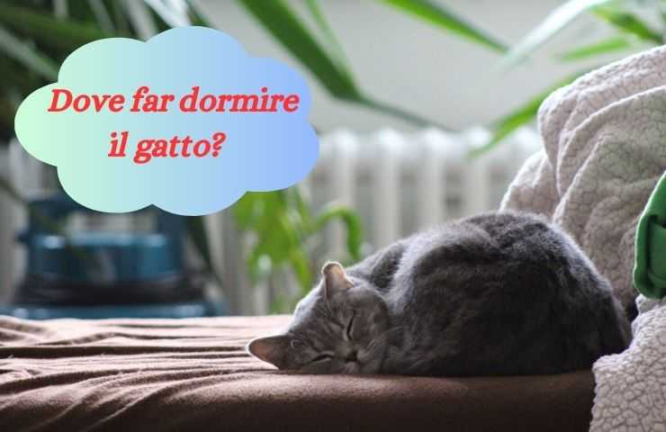 Dove far riposare il felino