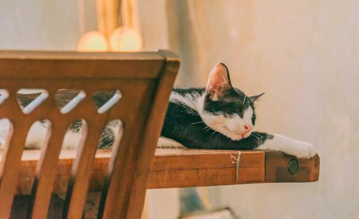 El gato duerme sobre la mesa.