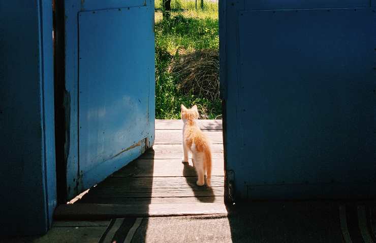 Gatto esce fuori