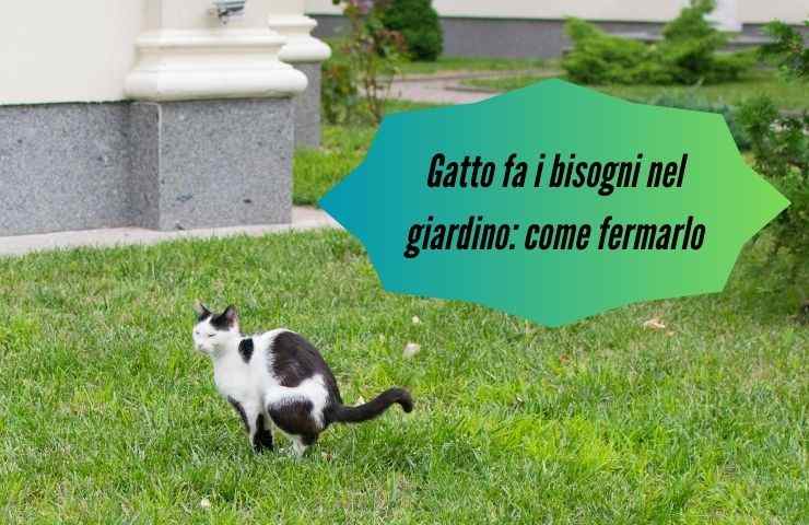 Gatto fa cacca nel prato