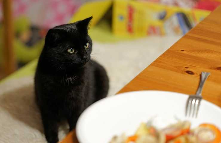 Gatto guarda piatto a tavola