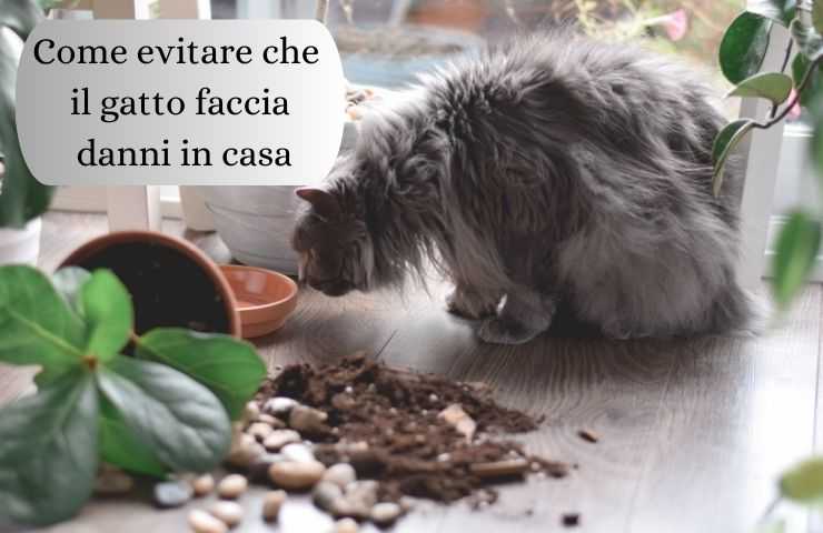 Gatto fa danni in casa