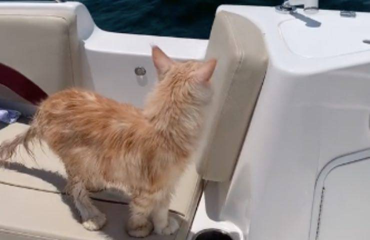 gatto barca guarda orizzonte 