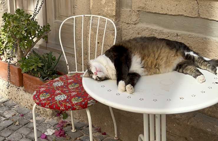 Gatto in sovrappeso sul tavolo