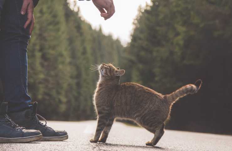 Gatto interagisce con l'uomo