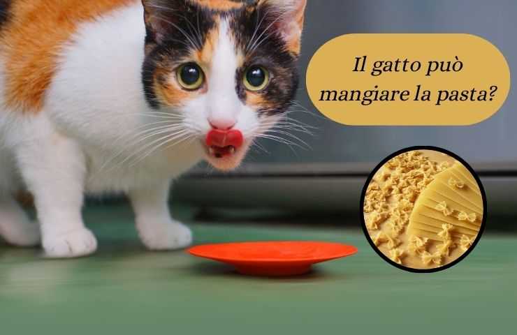 Gatto mangia 