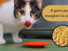 I gatti possono mangiare la pasta