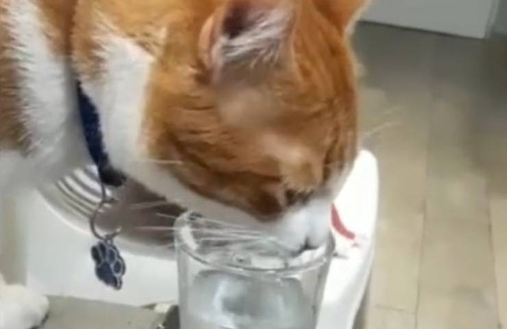 Gatto mentre sorseggia acqua