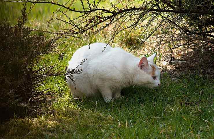 gato en el jardin