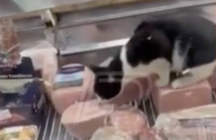 gatto sorpreso reparto alimentari