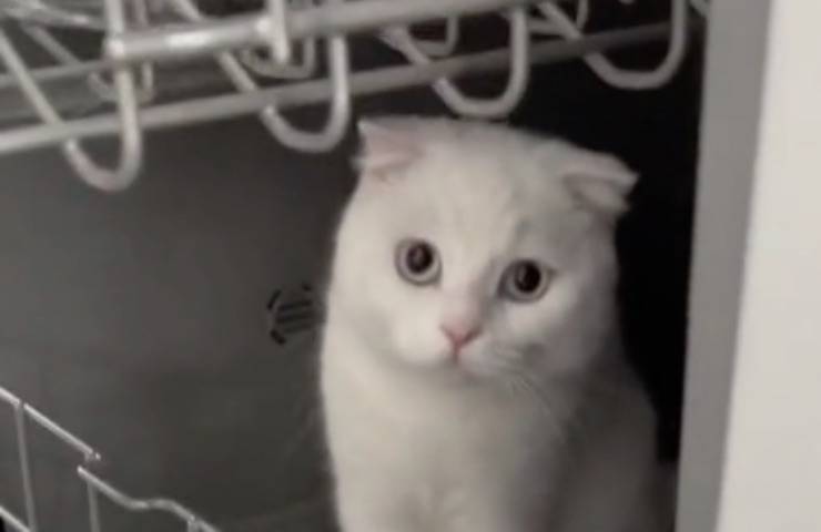 gatto ama marchingegni lavastoviglie