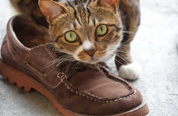 Gatto sente odori delle scarpe