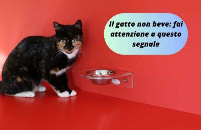 5 Ragioni Per Cui Il Gatto Non Beve Dalla Ciotola