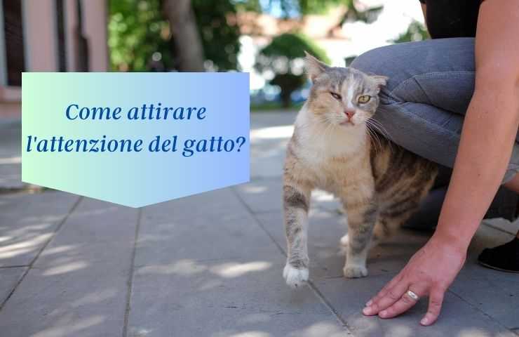 Gatto si avvicina alla donna