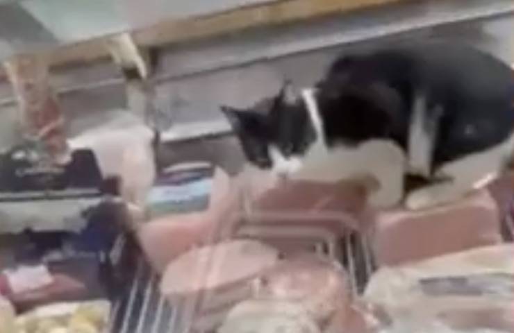 gatto dentro banco alimentari 