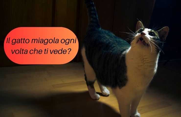 Gatto ti guarda e miagola