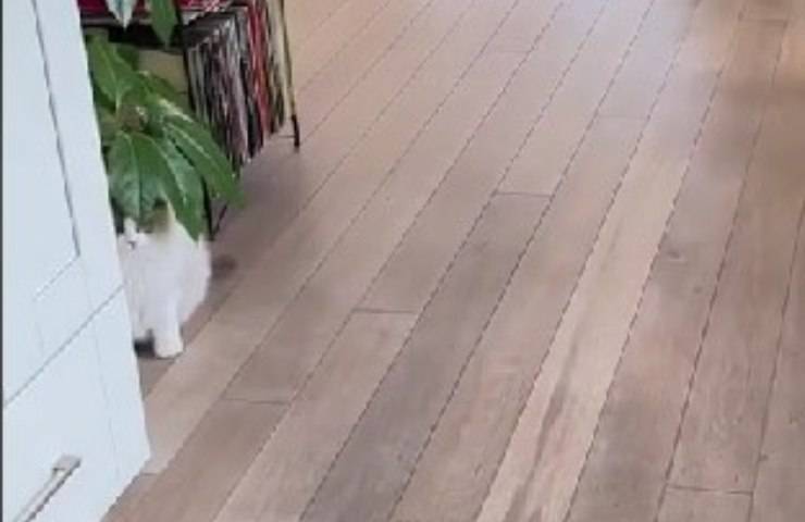 gatto gioca a nascondino