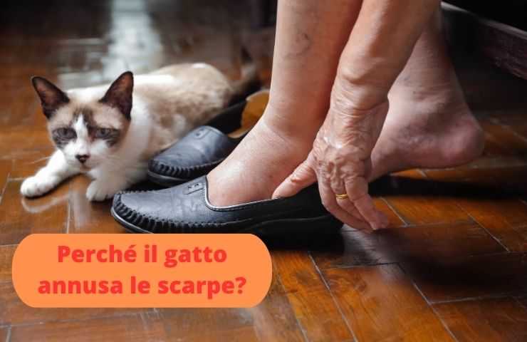 Gatto sente odori dalle scarpe