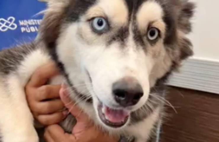 Husky salvo mani volontari