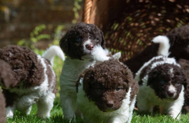 cuccioli spaniel origine olandese