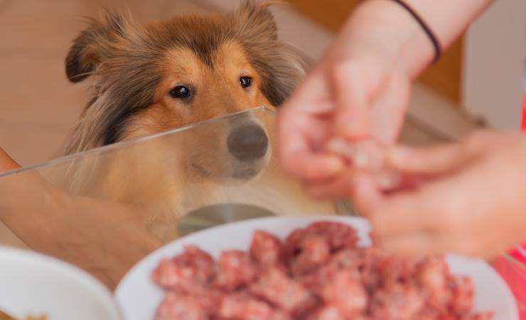 cibo per il cane