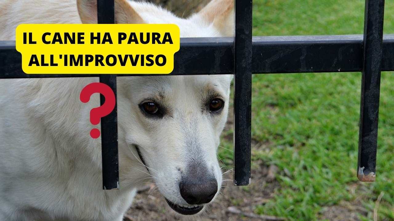 Il cane ha paura di me se accade all'improvviso, c'è un problema