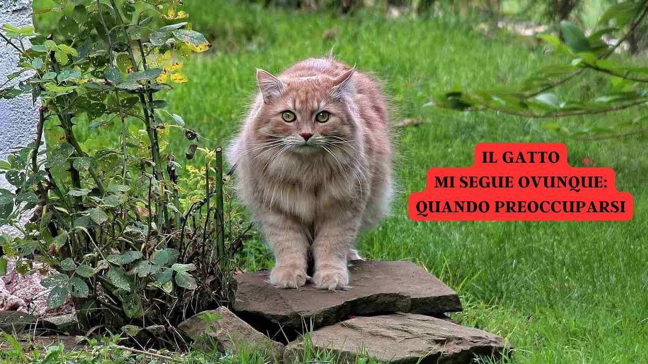 Cosa vuol dire se il gatto mi segue ovunque? Quando preoccuparsi