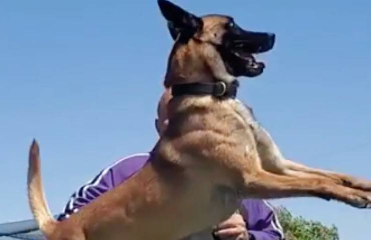 cane incredibile addestramento Miami 