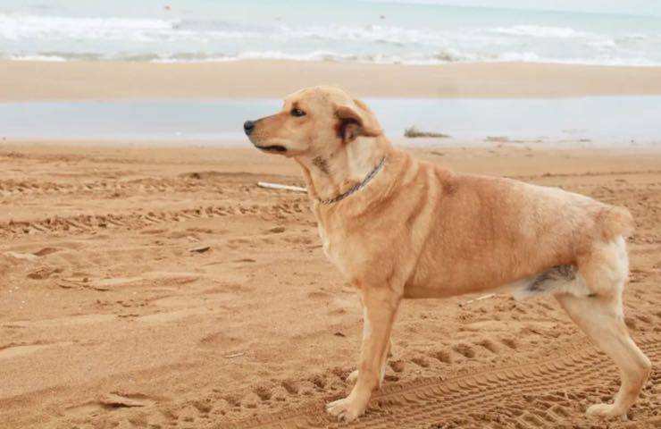 cane corre spiaggia mare