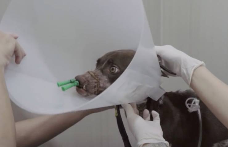 cane aiutato équipe veterinari 