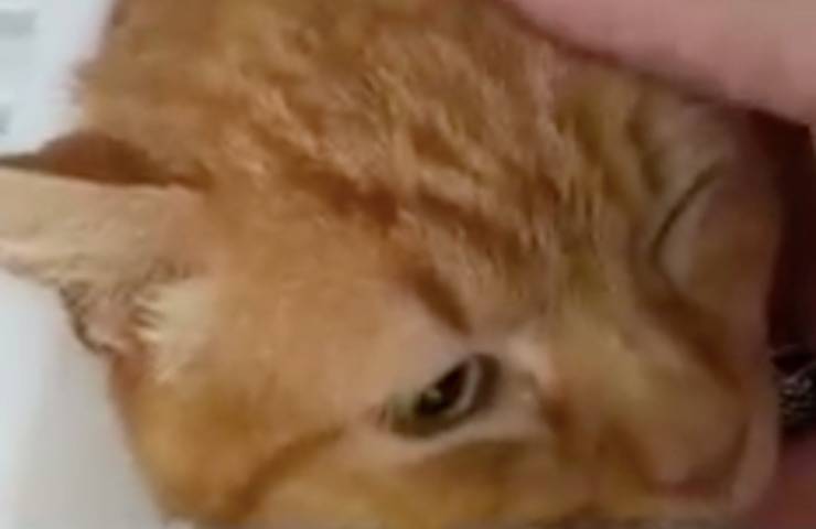 gatto arancione recuperato tituba 