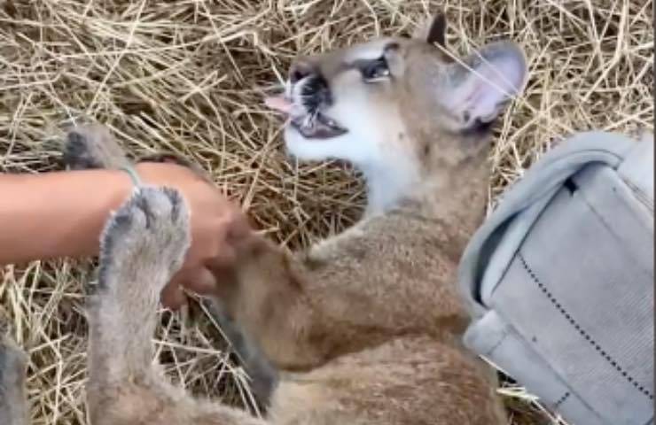 puma salvato riserva protetta 