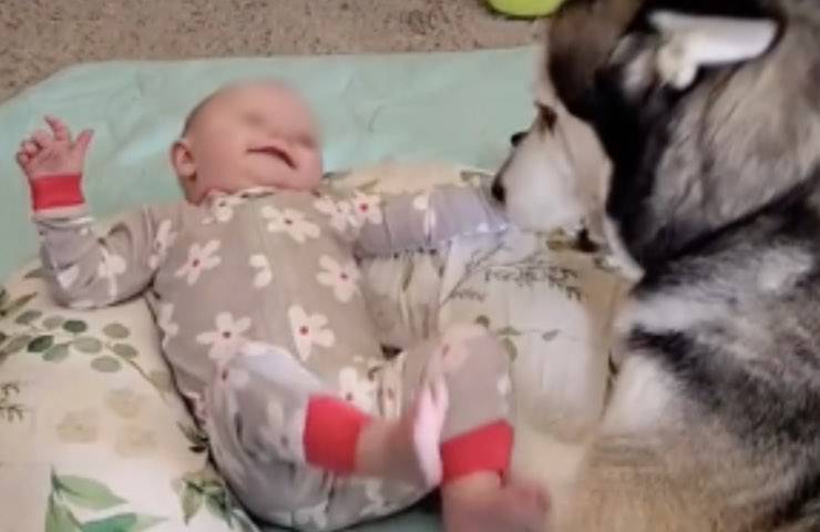 husky piccolo fratellino umano 