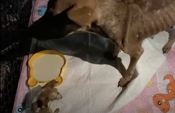 cane malattia recupero salvataggio 