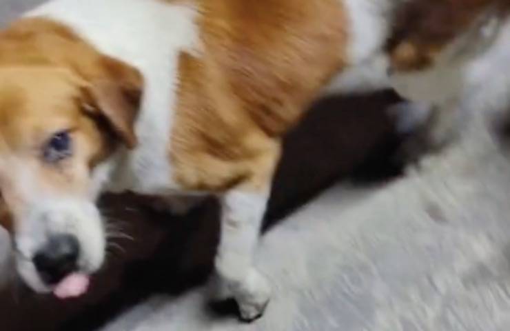 perro saludando a un nuevo amigo