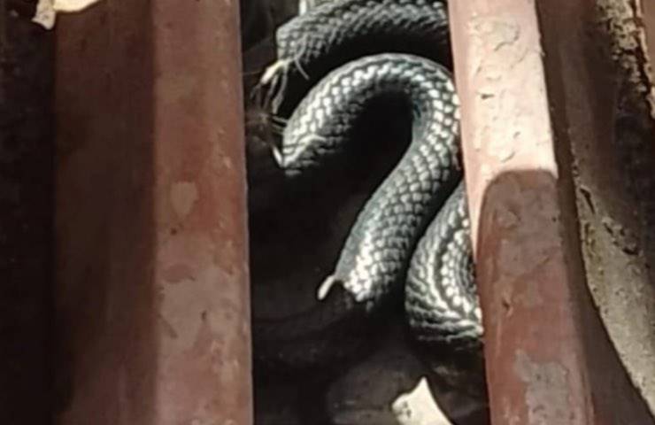 serpente avvistamento vicino abitazione 