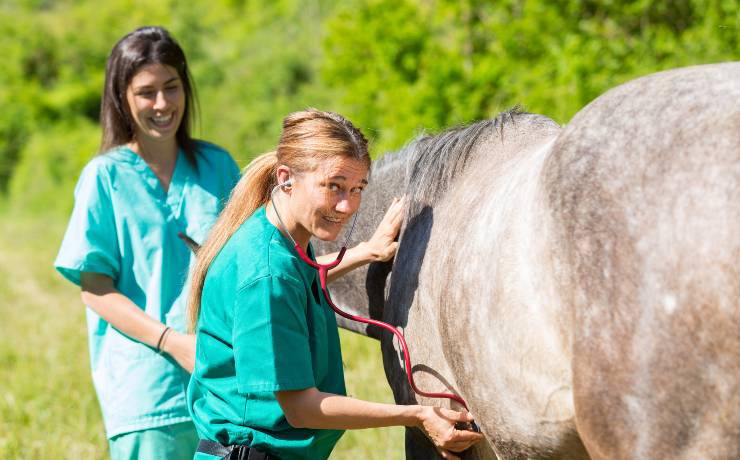 cavallo e veterinaria