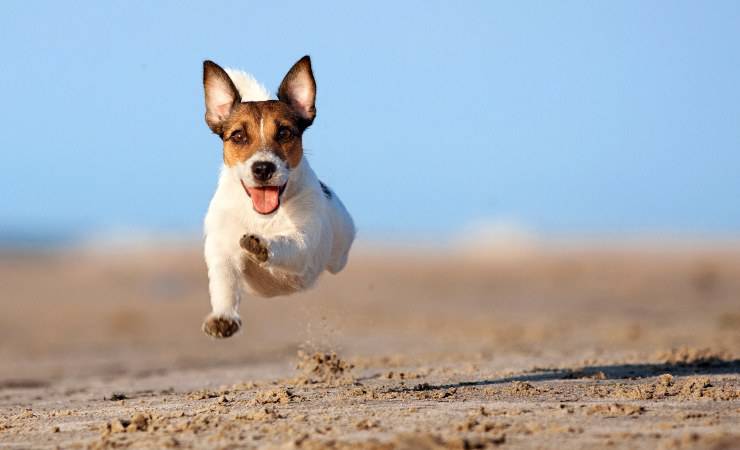 jack russell che corre