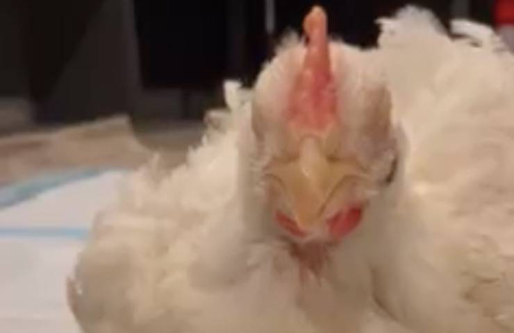pollo accolto curato santuario 