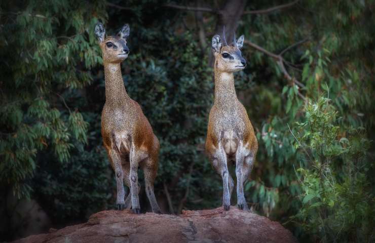 antilope rara africa