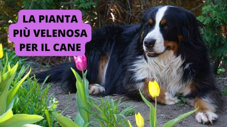 Cane in giardino 