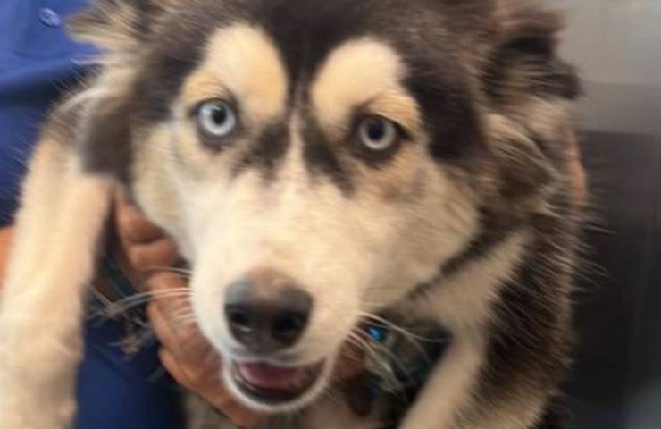 husky cane lasciato solo