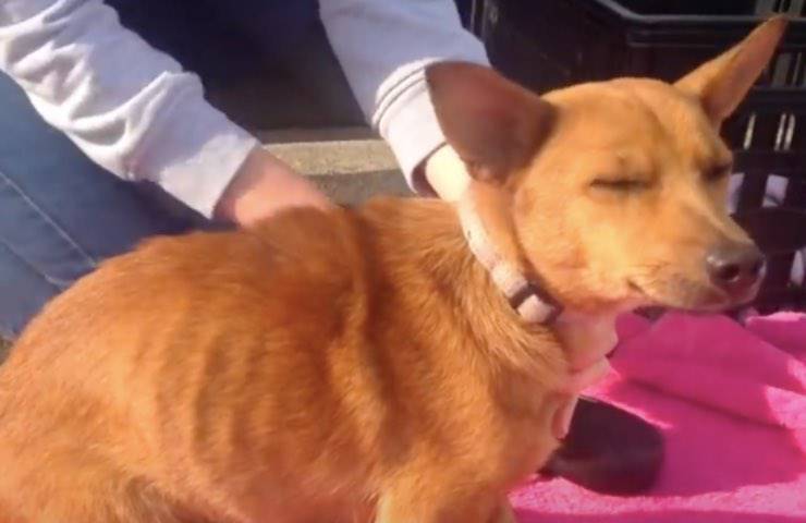 perro desnutrido rescatado por voluntarios 