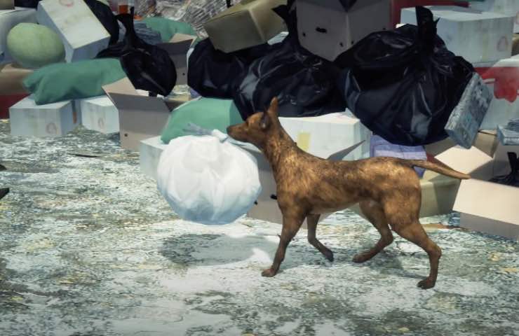 cane prende sacco spazzatura 