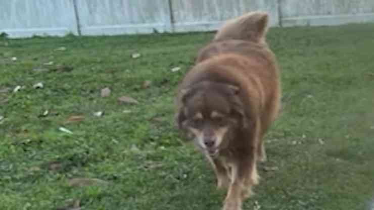 Labri rapiscono cane e cambiano il suo aspetto