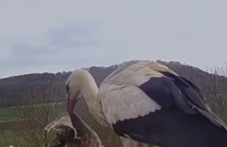 cicogna arrivo coperta scaldarsi 