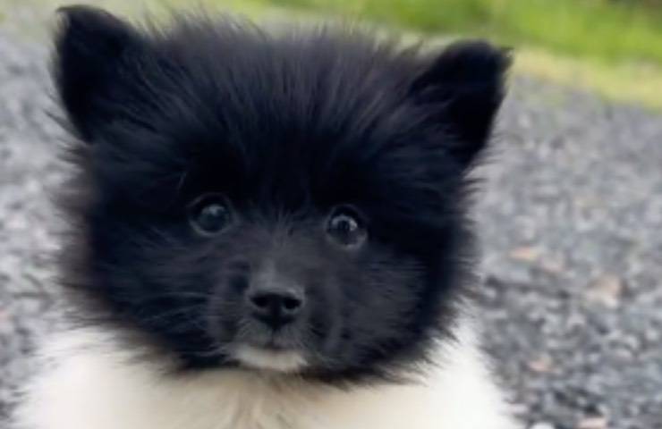 cane Pomerania bianco nero 