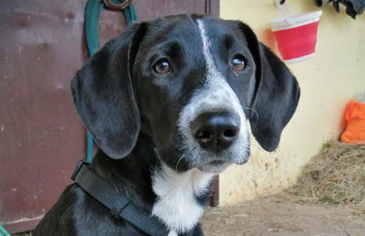 mirada de perro de elección melancólica 