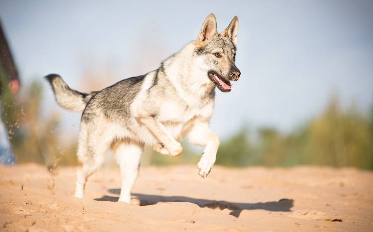 Cane da lupo cecoslovacco al mare