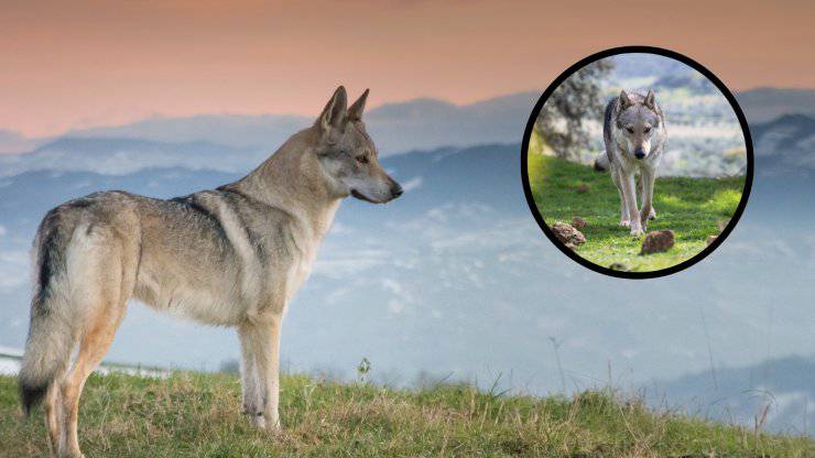 Cane da lupo cecoslovacco